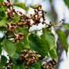 hovenia-n (1)